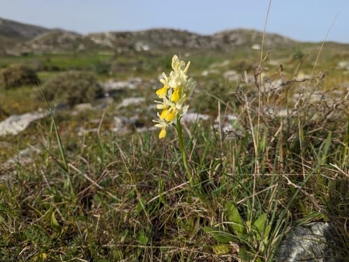 Orchis pauciflora — photo