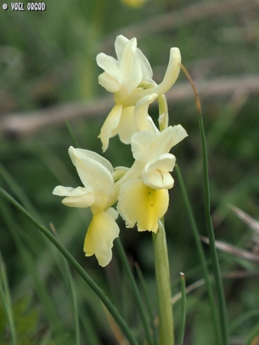 Orchis pauciflora