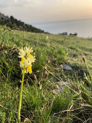Orchis pauciflora — photo