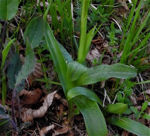 Orchis provincialis (Provence orchid) — photo