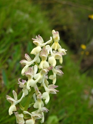 Orchis provincialis (Provence orchid) — photo