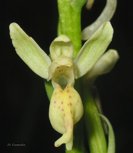 Orchis provincialis