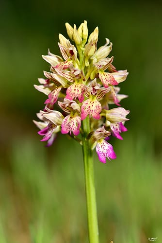 Orchis punctulata — photo
