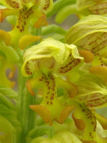 Orchis punctulata