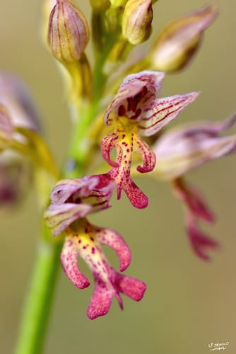 Orchis punctulata — photo