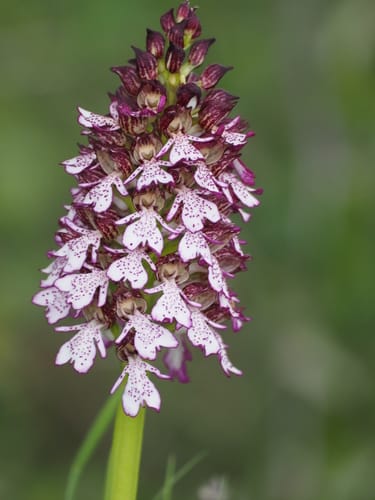 Orchis purpurea (Lady orchid) — photo