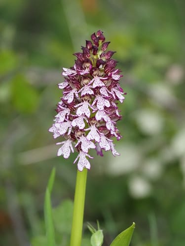 Orchis purpurea (Lady orchid) — photo