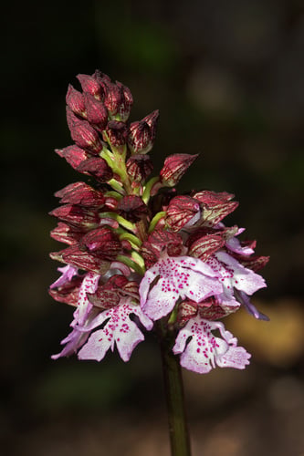 Orchis purpurea
