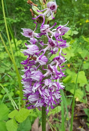 Orchis simia (Toramantosiak) — photo