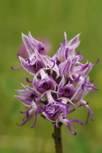 Orchis simia