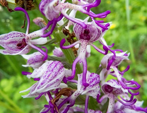 Orchis simia (Toramantosiak) — photo