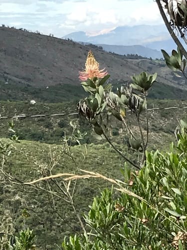 Oreocallis grandiflora (Large flower oreiocallis) — photo