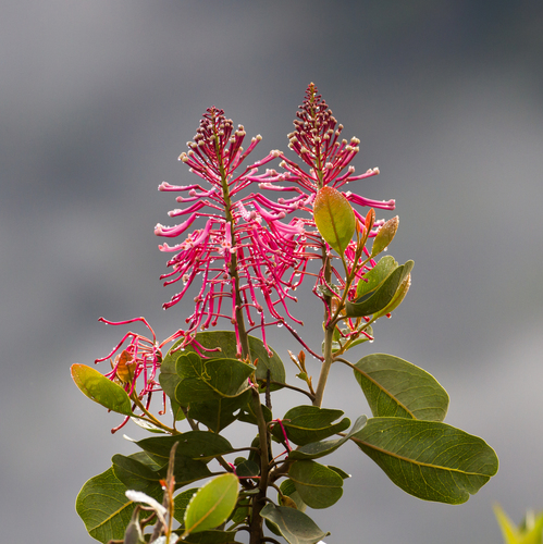 Oreocallis grandiflora