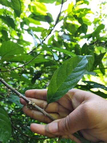 Oreocnide integrifolia — photo