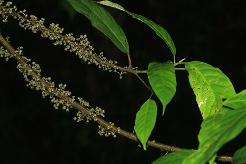 Oreocnide integrifolia