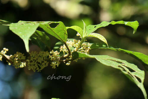Oreocnide rubescens