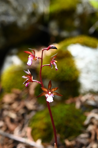 Oreorchis foliosa var. indica — photo