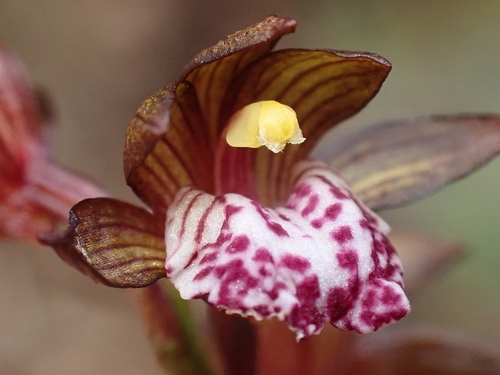 Oreorchis foliosa var. indica