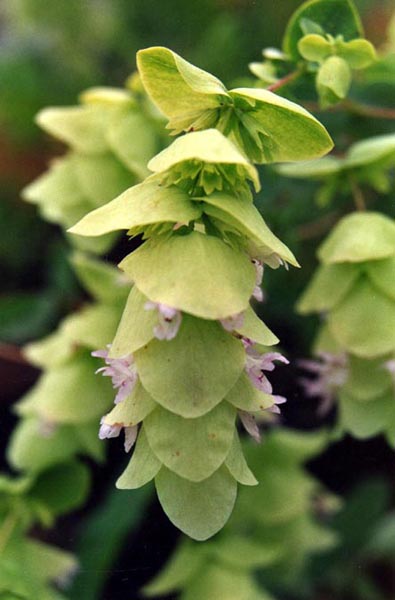 Origanum acutidens — photo