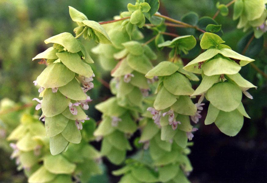 Origanum acutidens