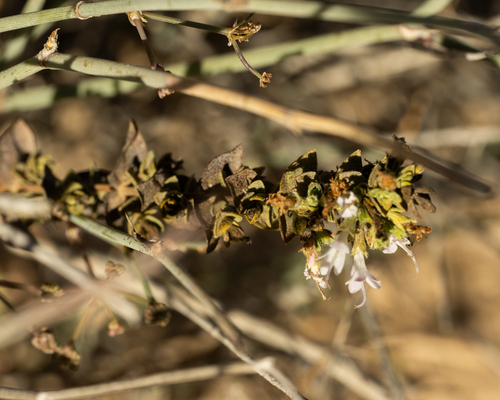 Origanum dayi (Zu'aytri) — photo