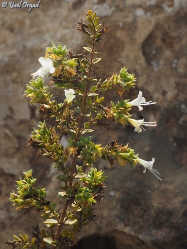 Origanum dayi (Zu'aytri) — photo