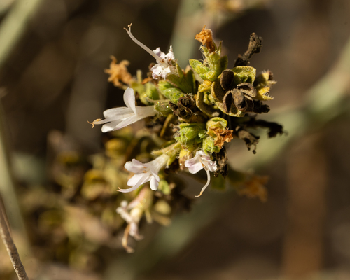 Origanum dayi