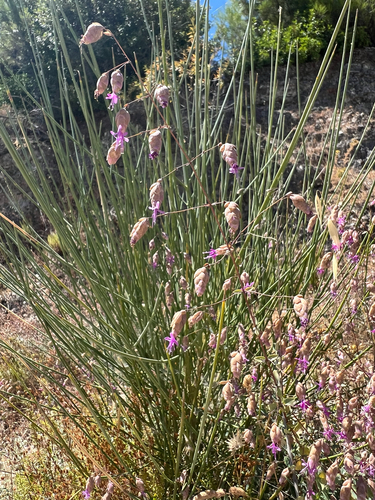 Origanum sipyleum (Showy pink oregano) — photo