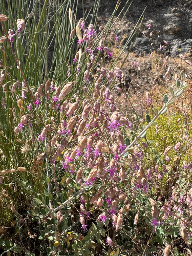 Origanum sipyleum (Showy pink oregano) — photo