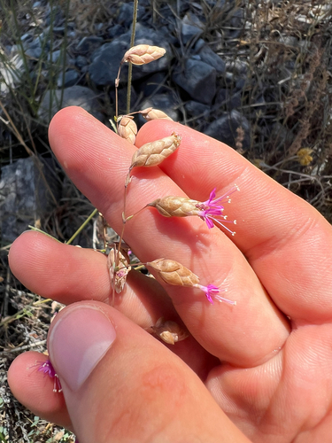 Origanum sipyleum