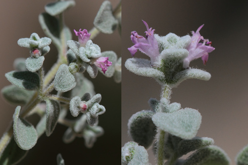 Origanum vogelii — photo
