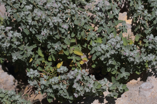 Origanum vogelii — photo