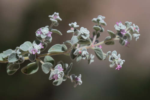 Origanum vogelii
