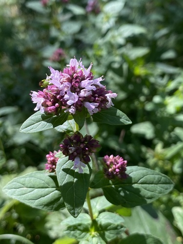 Origanum vulgare subsp. gracile