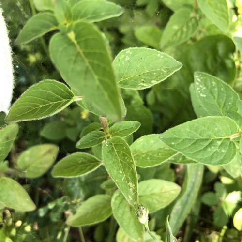 Origanum vulgare subsp. gracile — photo