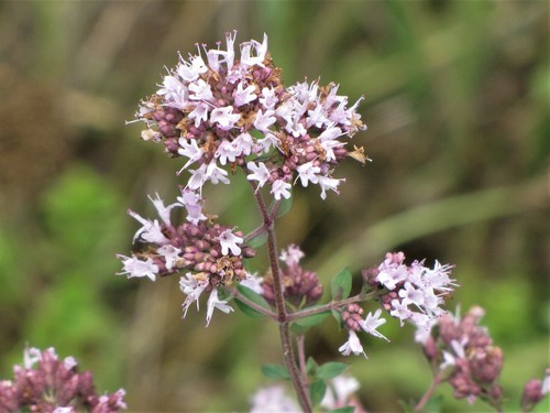 Origanum vulgare subsp. gracile — photo