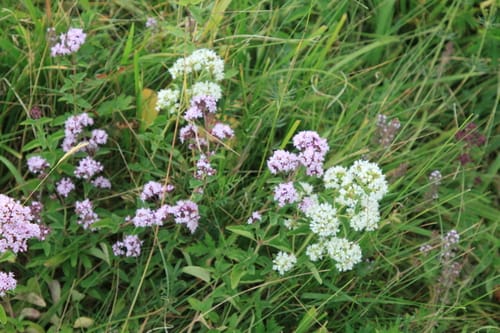 Origanum vulgare subsp. viridulum — photo