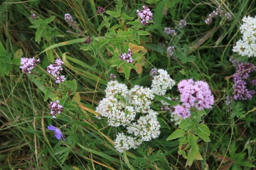 Origanum vulgare subsp. viridulum