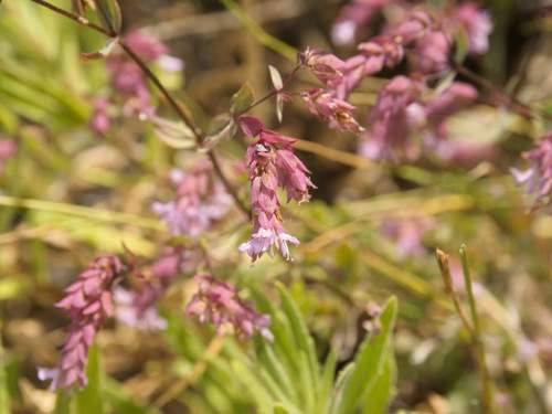 Origanum x hybridum (Showy oregano) — photo