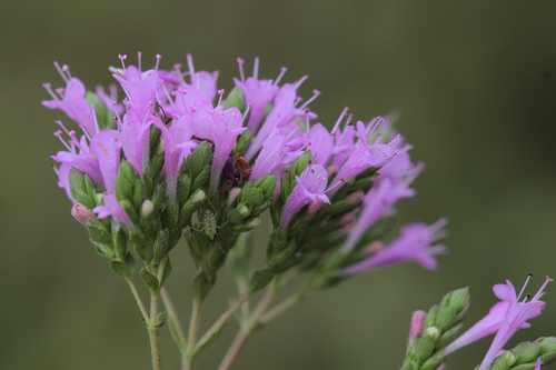 Origanum x hybridum (Showy oregano) — photo