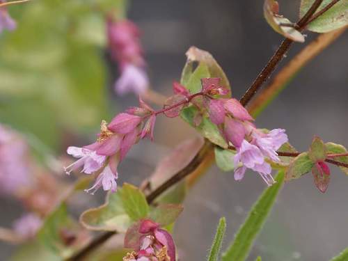 Origanum x hybridum