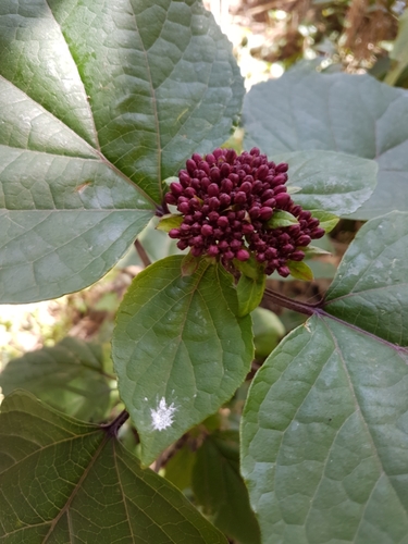 Orixa japonica (Stinking goat) — photo