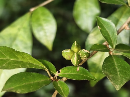 Orixa japonica