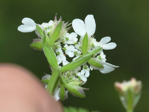 Orlaya daucoides (Bud parsley) — photo