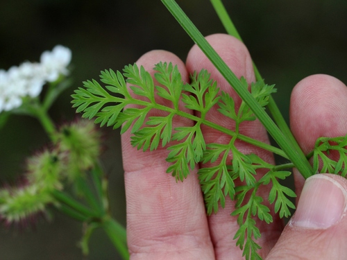 Orlaya daucoides (Bud parsley) — photo