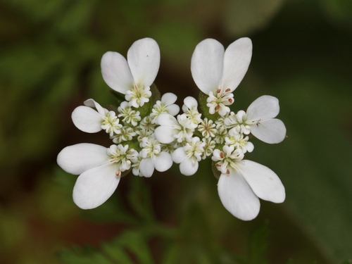 Orlaya daucoides