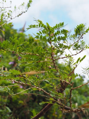 Ormocarpum cochinchinense (Kalava) — photo