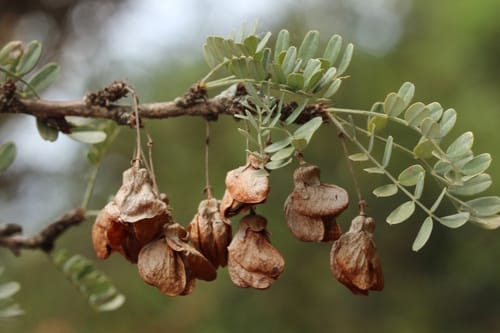Ormocarpum kirkii (Curled caterpillar bush) — photo