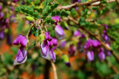 Ormocarpum trichocarpum