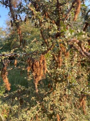 Ormocarpum trichocarpum — photo